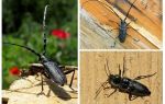 Coléoptère des bois dans les mesures de contrôle domestique