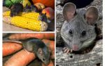 Comment traiter les souris dans le pays et le site