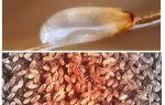 Quels rêves de lentes sur le livre de rêves