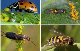 Qui mange des pucerons