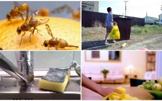 Comment se débarrasser des petites mouches dans l'appartement