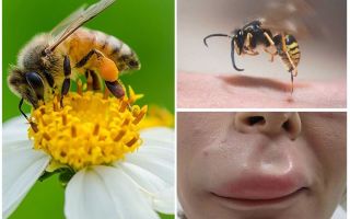 Que faire si une abeille s'est mordue la lèvre
