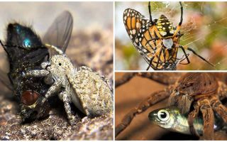 De quoi manger des araignées dans l'appartement