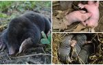 Description et photos de taupes nouveau-nés