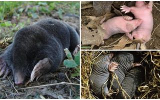 Description et photos de taupes nouveau-nés