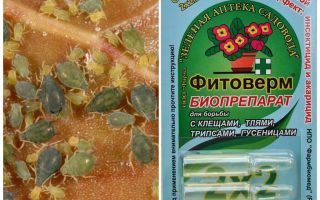 Phytoverme de pucerons
