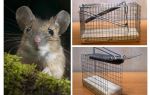 Cage à souris