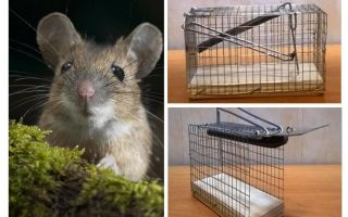 Cage à souris