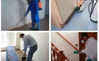 Punaises de reproduction professionnelles dans l'appartement