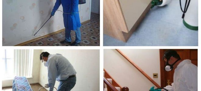 Désinsection des puces dans l'appartement par des services professionnels