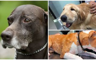 Que faire si un chien est piqué par les moustiques et les moucherons