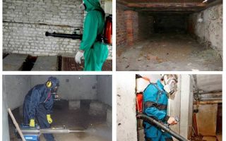 Comment se débarrasser des puces du sous-sol dans l'appartement
