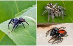 Araignées sauteuses (araignées sauteuses)