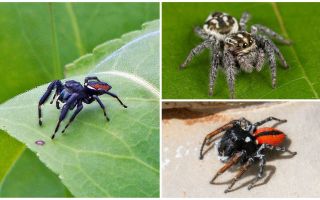 Araignées sauteuses (araignées sauteuses)