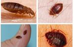 Signes de personnes - pourquoi des insectes apparaissent dans l'appartement