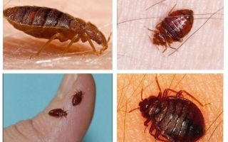 Est-ce que les insectes des chiens et des chats piquent