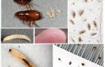 Comment se débarrasser des puces de terre dans un appartement ou une maison privée