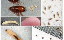 Comment se débarrasser des puces de terre dans un appartement ou une maison privée