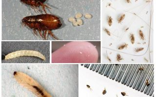 Comment se débarrasser des puces de terre dans un appartement ou une maison privée