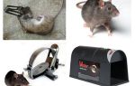 Pièges à rats