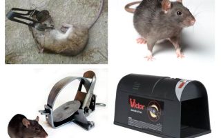 Pièges à rats