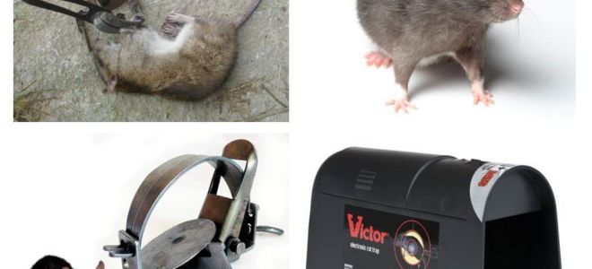 Pièges à rats