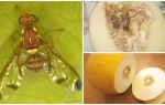 Description d'une mouche à melon et méthodes de traitement