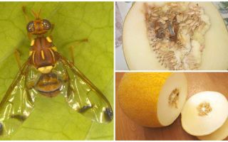 Description d'une mouche à melon et méthodes de traitement