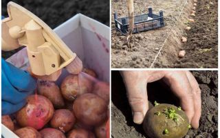 Avant la plantation, la pomme de terre du doryphore et du ver filaire du Colorado