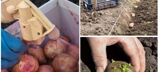 Avant la plantation, la pomme de terre du doryphore et du ver filaire du Colorado