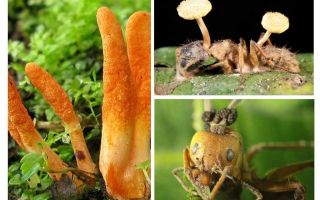 Fourmis zombies