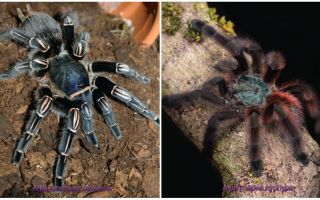 Top 10 des plus terribles araignées au monde