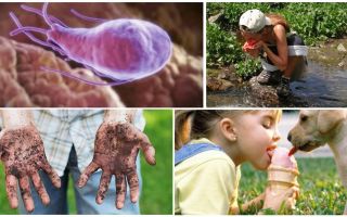 Kystes de Giardia dans les matières fécales d'un enfant: à quoi ils ressemblent et comment les traiter