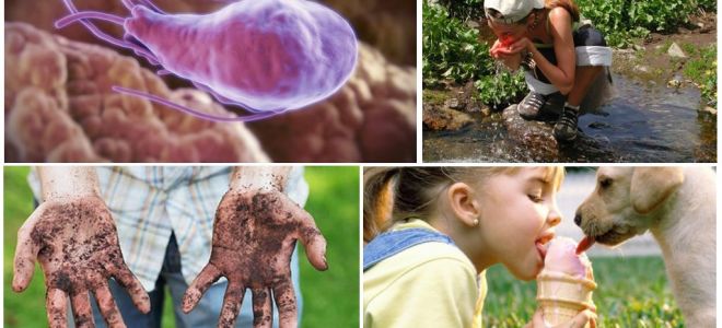 Kystes de Giardia dans les matières fécales d'un enfant: à quoi ils ressemblent et comment les traiter