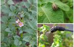 Est-il possible de traiter les pommes de terre de dendroctones du Colorado pendant la floraison