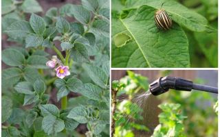 Est-il possible de traiter les pommes de terre de dendroctones du Colorado pendant la floraison