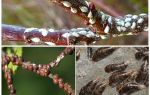 Comment traiter avec le bouclier dans le jardin sur les prunes, les cerises et autres arbres