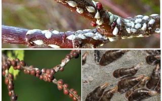 Comment traiter avec le bouclier dans le jardin sur les prunes, les cerises et autres arbres