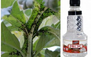 Vinaigre et puceron