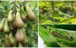 Comment traiter les tracts sur une poire