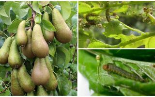 Comment traiter les tracts sur une poire