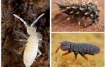 Collembola, collemboles, poduras dans les plantes d'intérieur