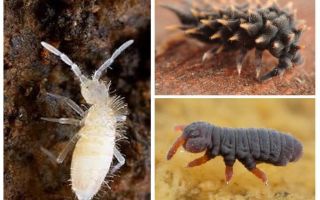 Collembola, collemboles, poduras dans les plantes d'intérieur