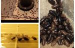 Comment traiter les cloportes dans l'appartement