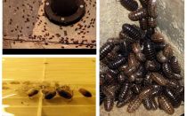 Comment traiter les cloportes dans l'appartement