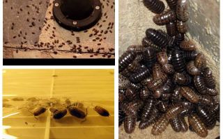 Comment traiter les cloportes dans l'appartement