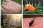 Midges sur le livre de rêve
