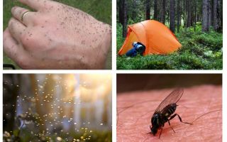 Midges sur le livre de rêve