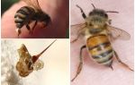 Piqûre d'abeille et guêpe