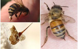 Piqûre d'abeille et guêpe